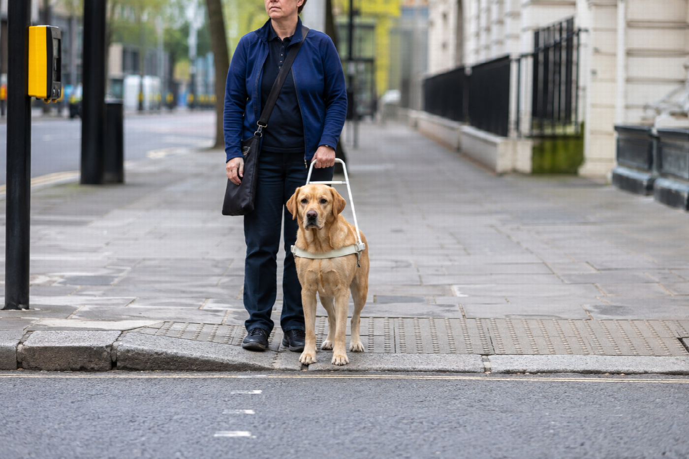 A guide dog in a rigid harness stopped at the edge of a kerb while the handler holds the harness handle and listens to traffic.